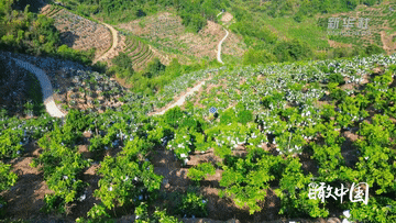 瞰中国|福建:有一种甜蜜果叫“红美人”-新华网