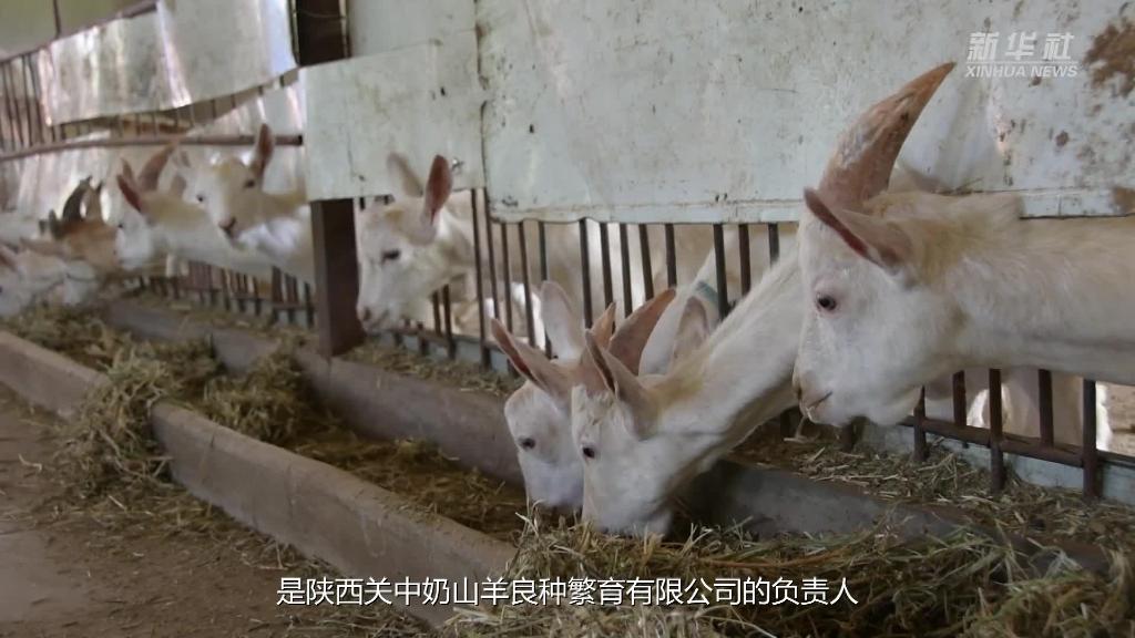 我的就业故事|“90后”大学生返乡创业 变身“职业羊倌”-新华网