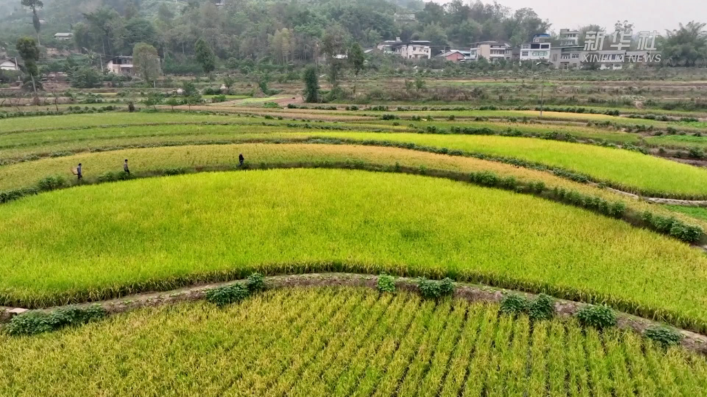 新華全媒+|重慶涪陵:萬畝再生稻喜開鐮 平均畝産有望突破300公斤-新華網