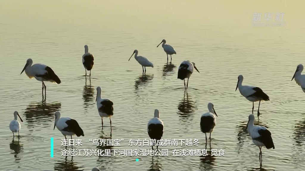 江苏兴化:“鸟界国宝”东方白鹳来湿地越冬-新华网