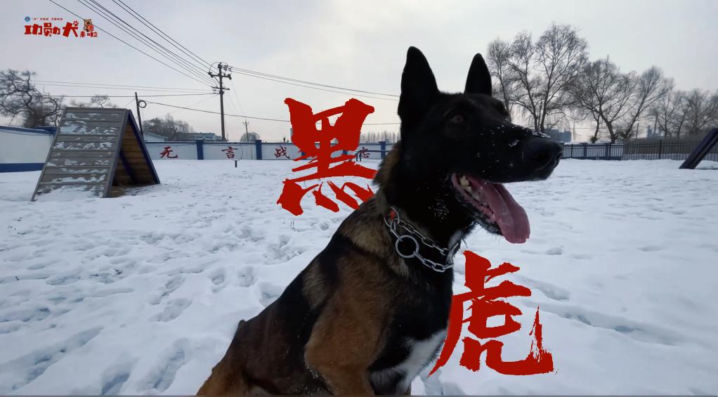 警犬电影黑虎图片