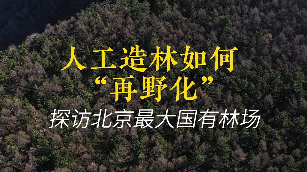 人工造林如何“再野化”?探访北京最大国有林场-新华网