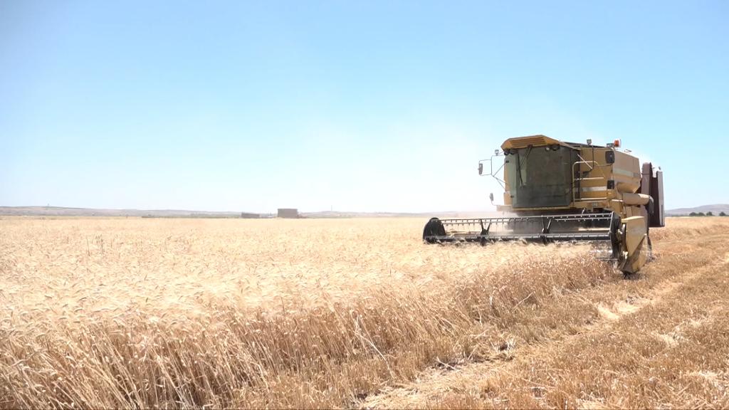 GLOBALink | Syria could have better wheat harvest without 