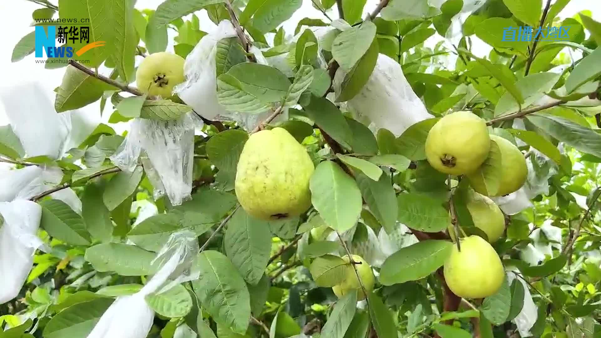 直播大湾区丨秋到广州从化果园里 番石榴丰收采摘忙-新华网