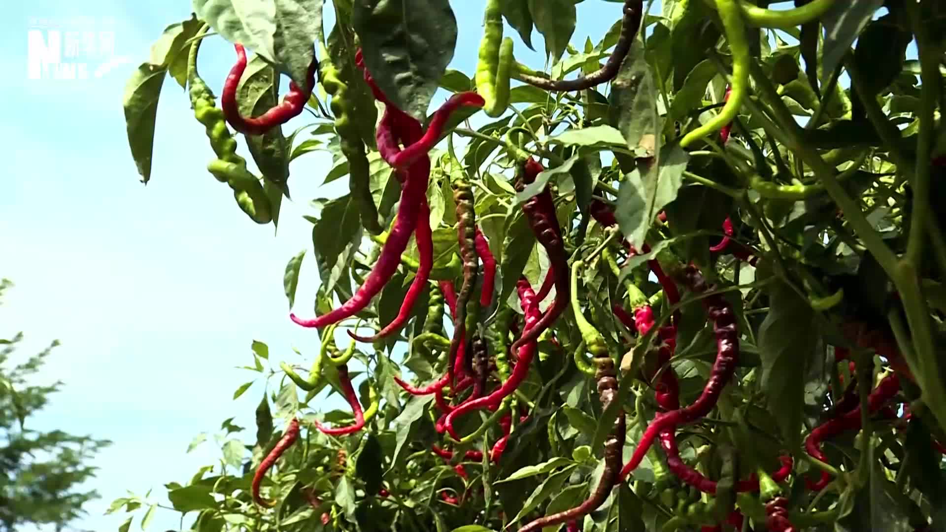 甘肃甘谷火红辣椒喜丰收