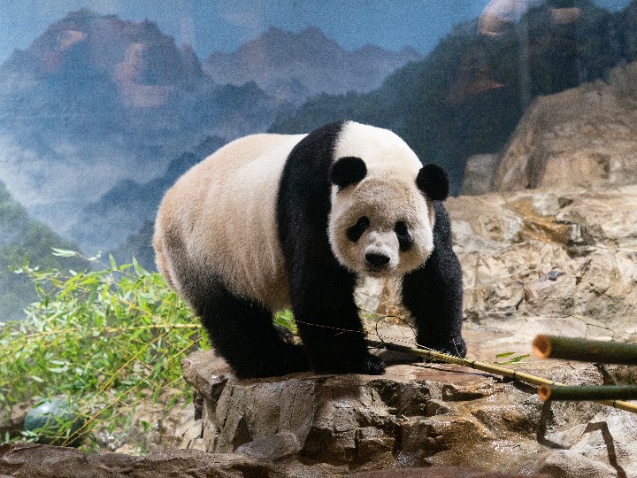 How America Fell in Love With the Giant Panda, History