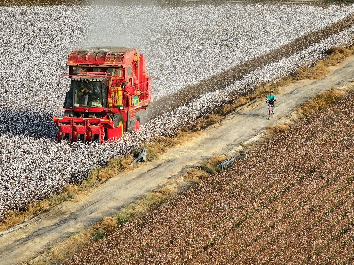 Xinjiang cotton -- the epitome of modern agriculture-Xinhua