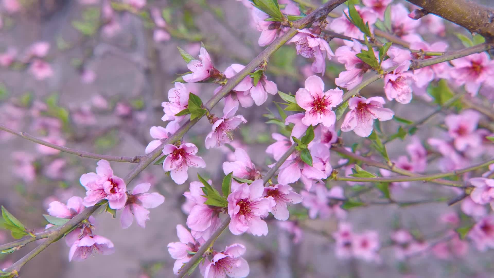 新疆巩留满棚桃花闹春意朵朵盛开兆丰年