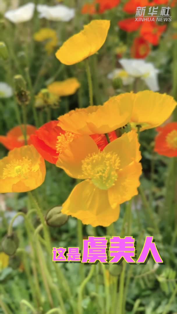 虞美人or罂粟花警方教你一招分辨