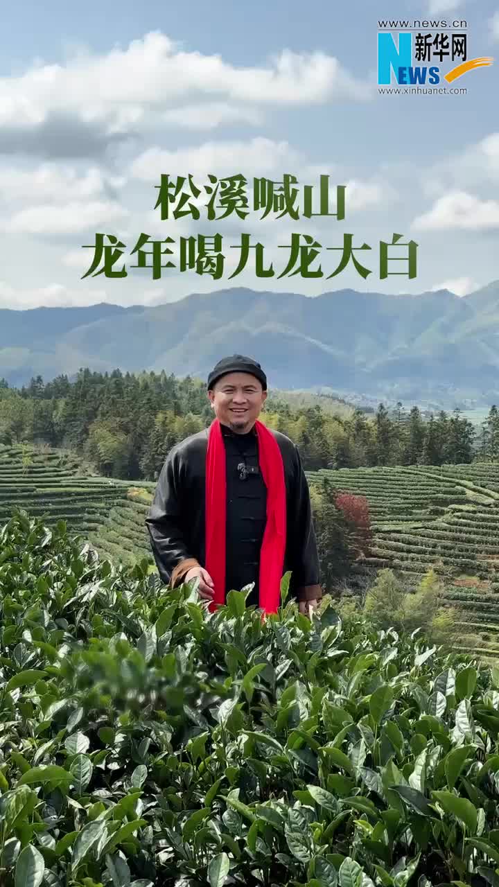 不负春光采春茶松溪九龙大白茶开采