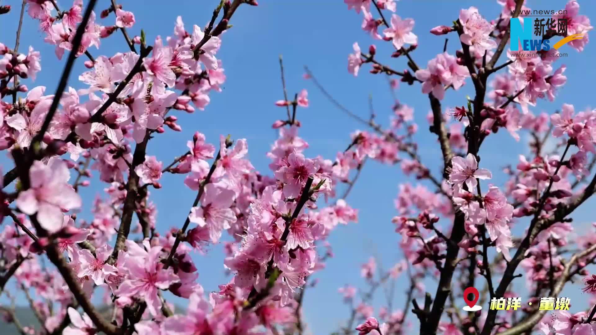 朵朵桃花咧嘴笑图片