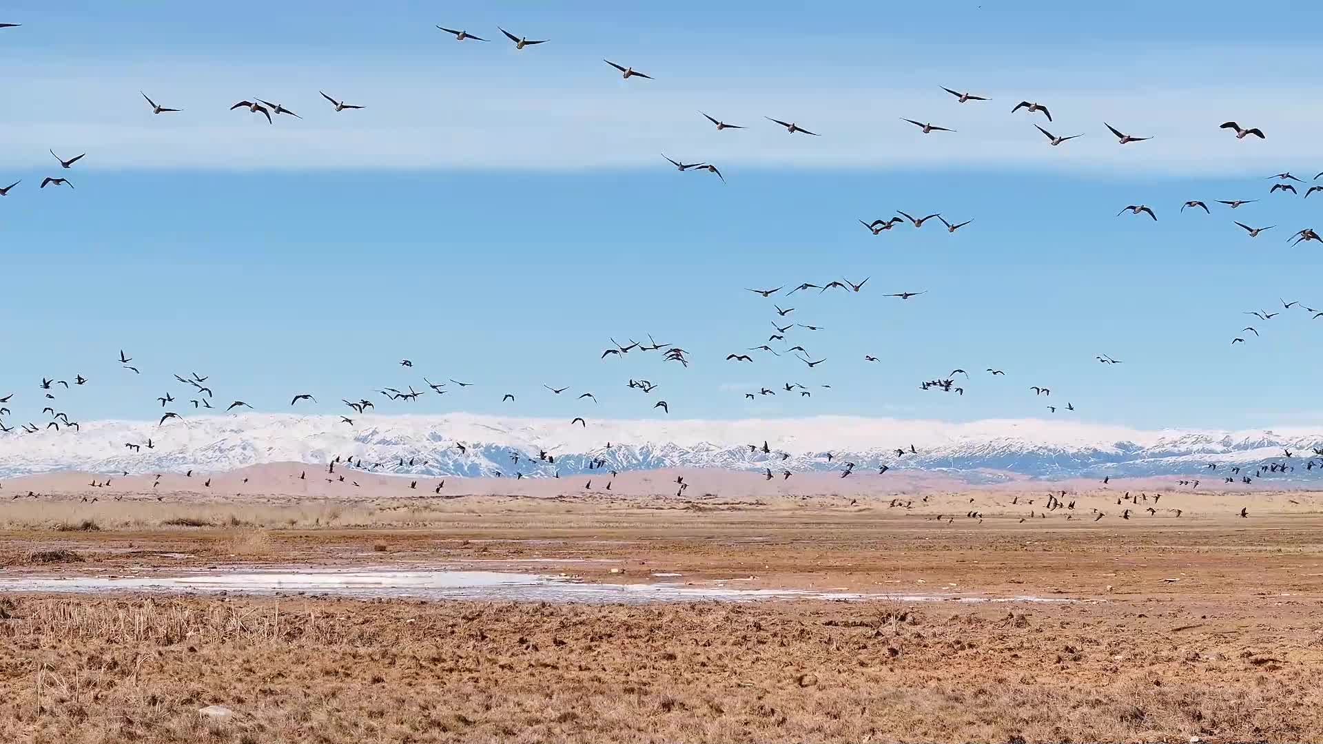 新疆哈巴河:科克托海湿地迎来大批候鸟
