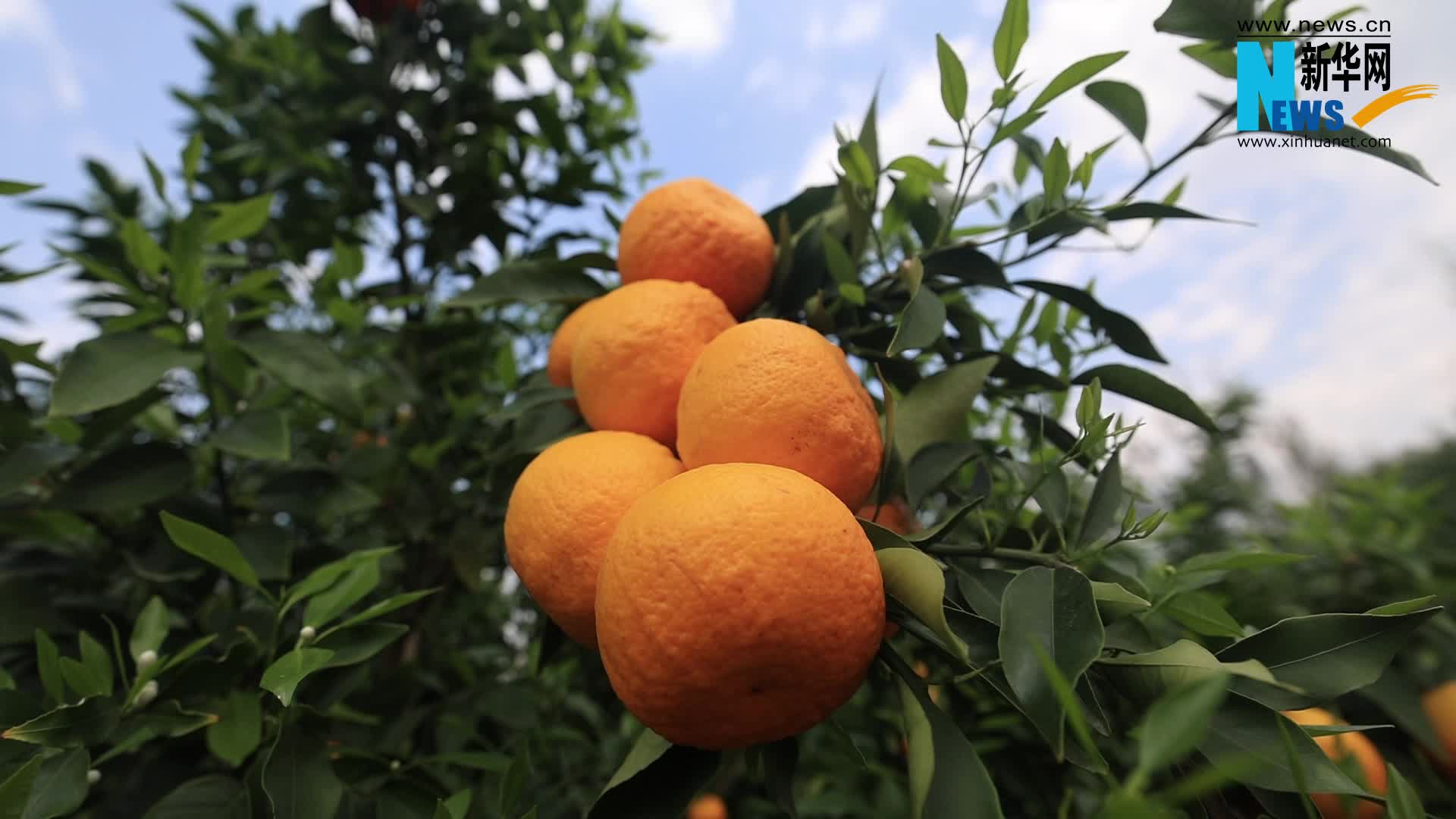 万千气象看云南果城宾川柑橘飘香绿了荒山富了民