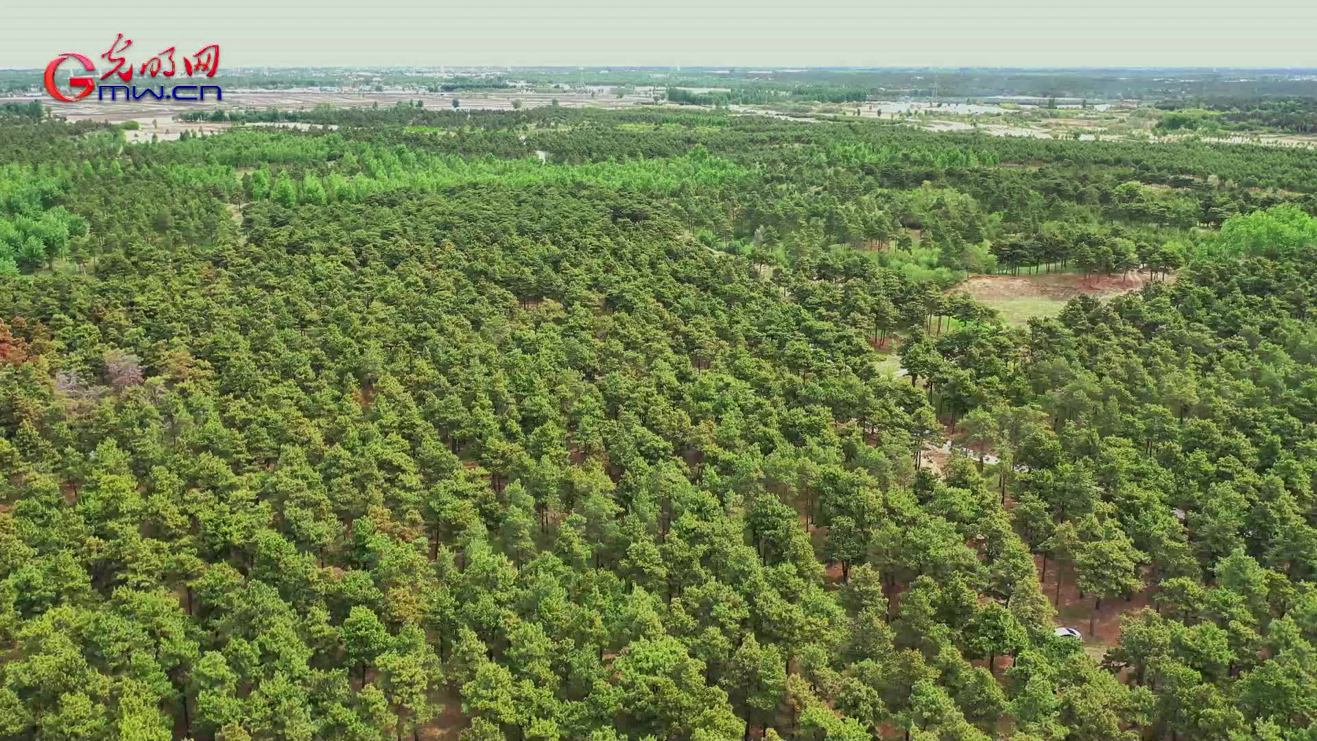 林草科普丨樟子松:四季常青的"固沙卫士"