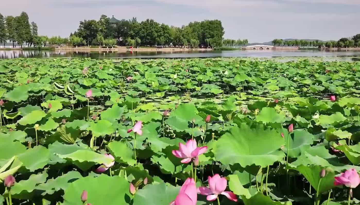 武汉东湖荷花图片