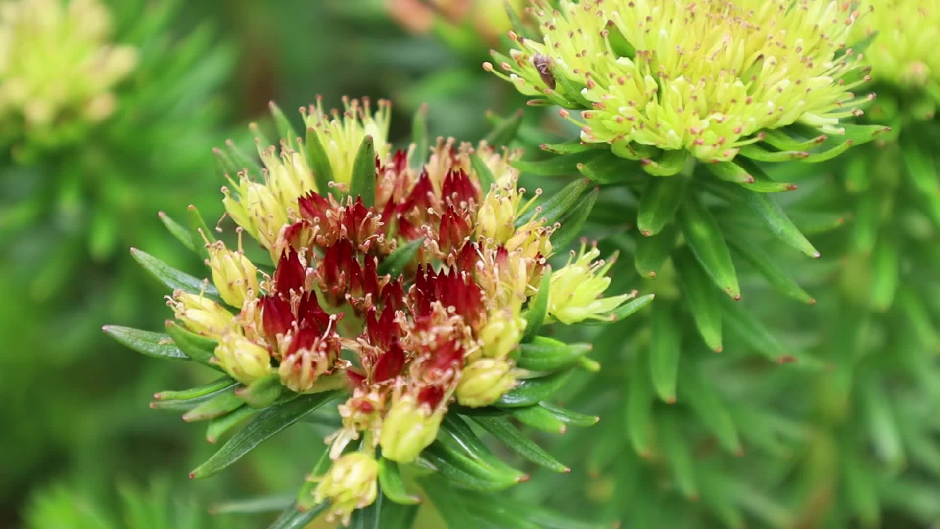 长鞭红景天花开别样红