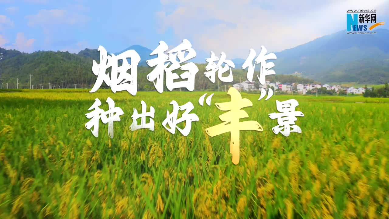 福建：烟稻轮作 助“米袋子”增产“钱袋子”增收-新华网