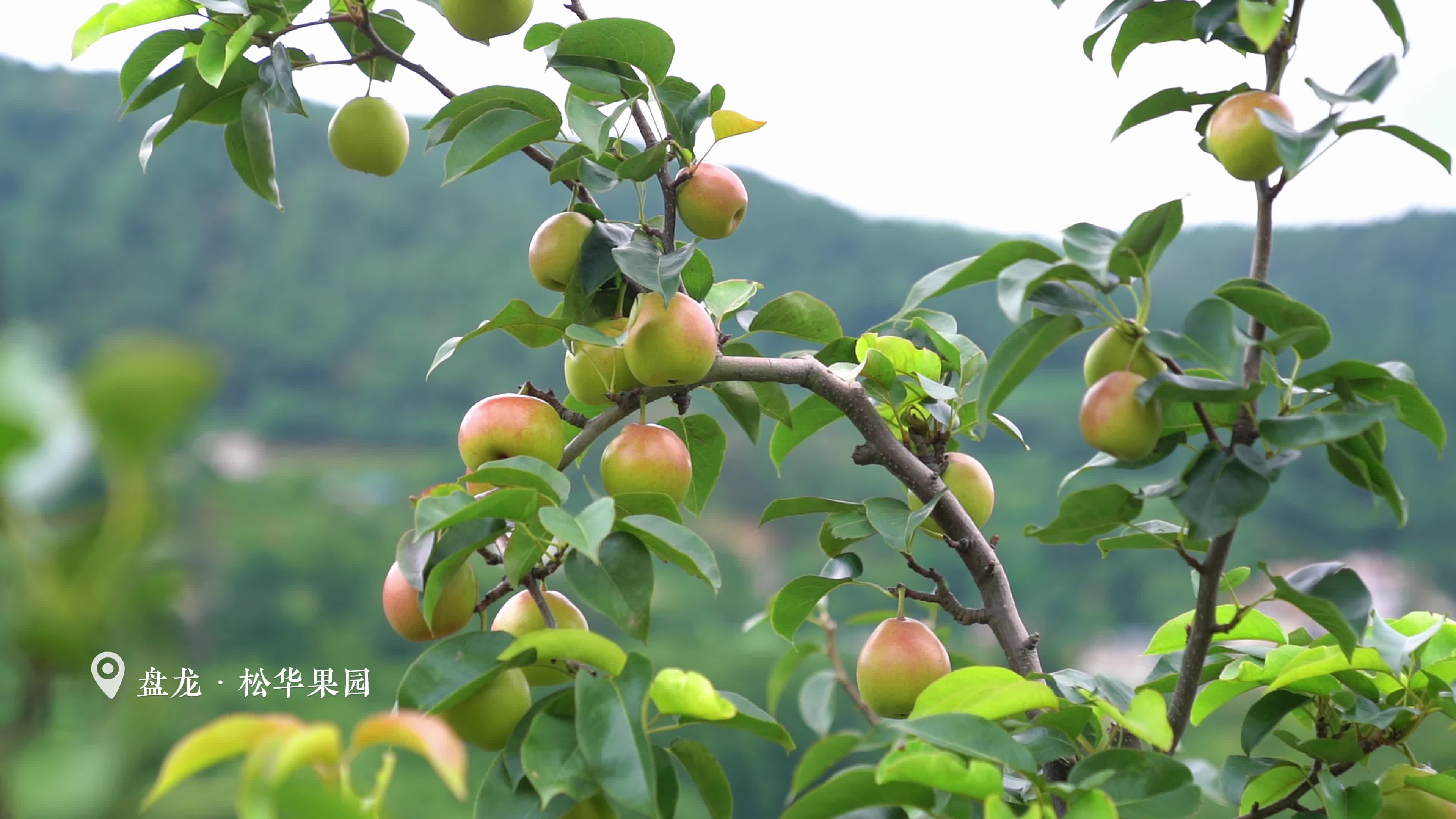 百亩梨花结硕果 农户日子"果"然甜