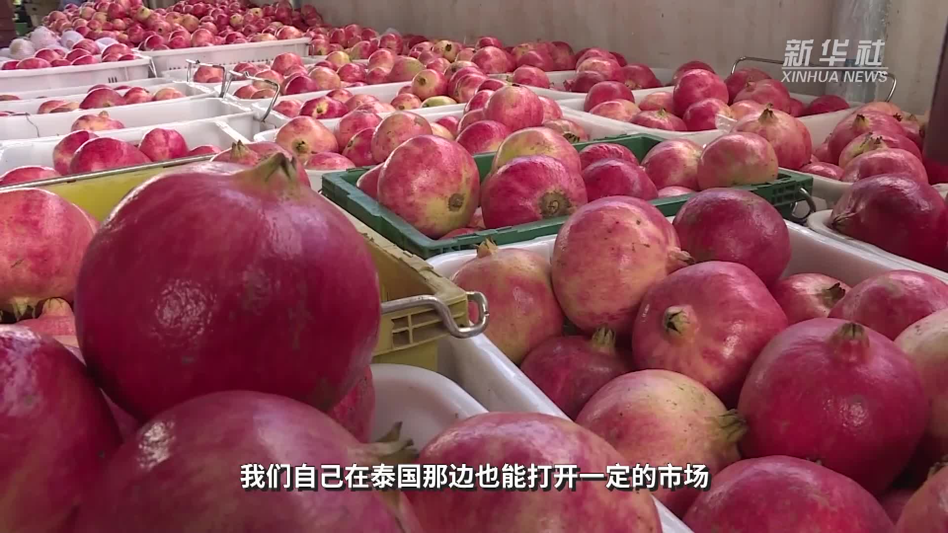 新华全媒+｜云南会泽：盐水石榴“红”出国门-新华网