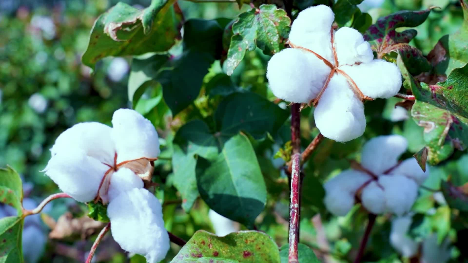 沿着黄河遇见海｜采访团走进齐鲁棉花博物馆：探秘从“籽棉”到“智纺”的现代工业晋级之路