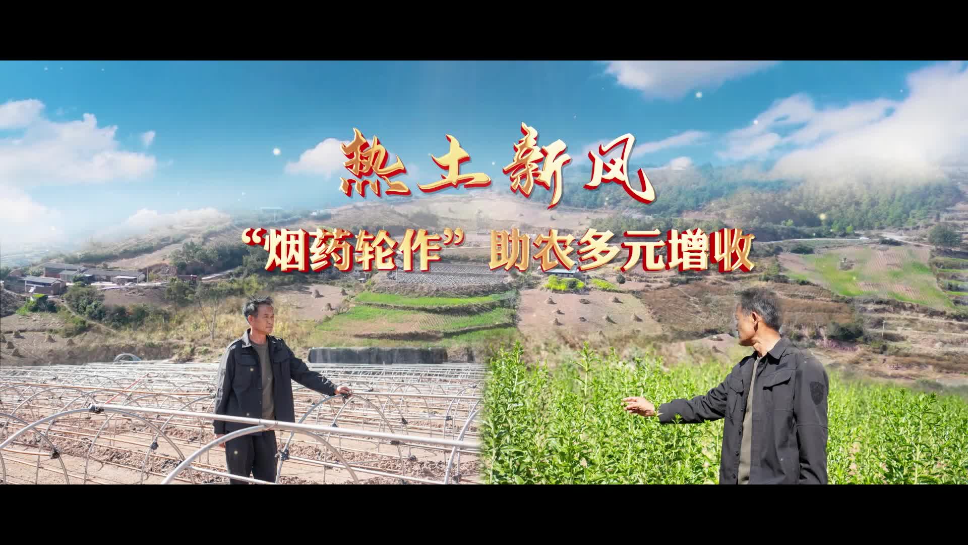 热土新风｜“烟药轮作”助农多元增收-新华网        