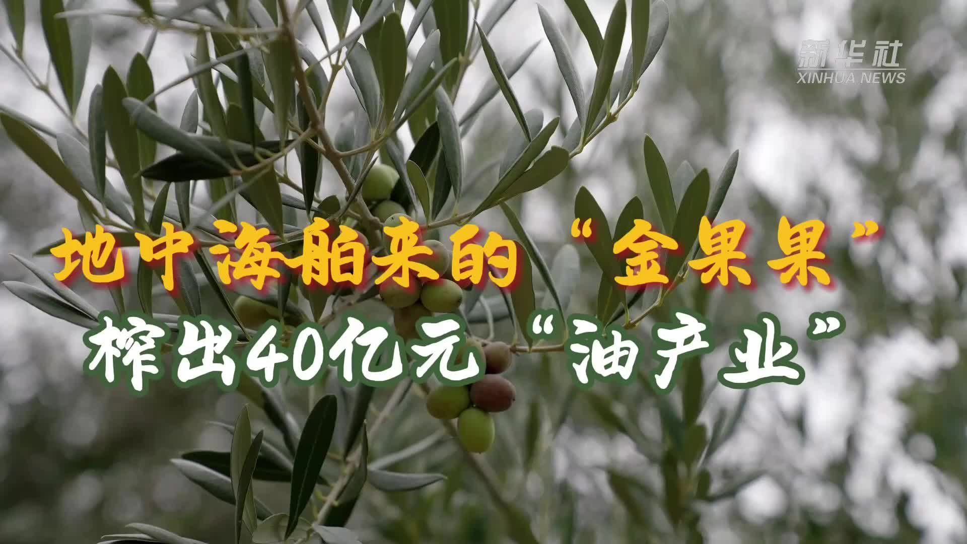 地中海舶来的“金果果”，榨出40亿元“油产业”