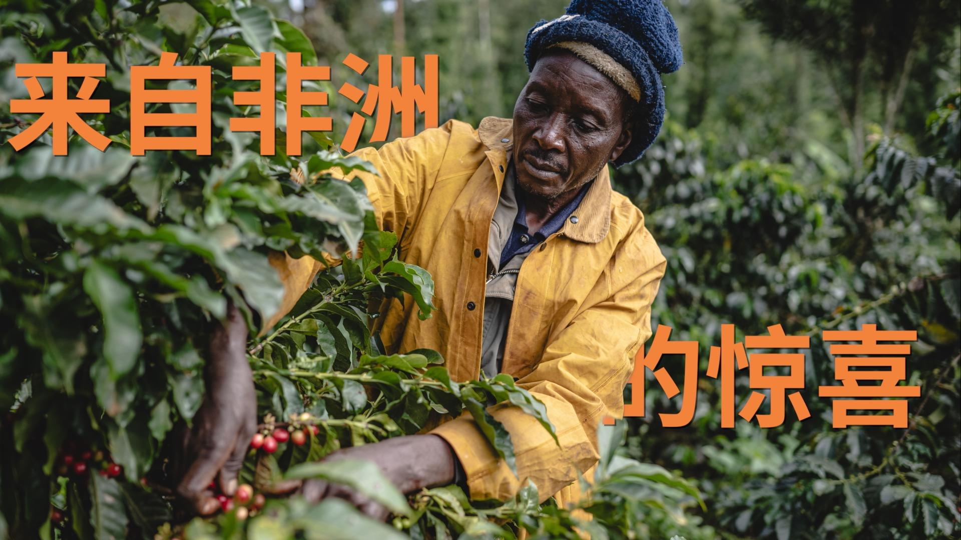 南方觉醒｜一颗咖啡豆的前世今生-新华网