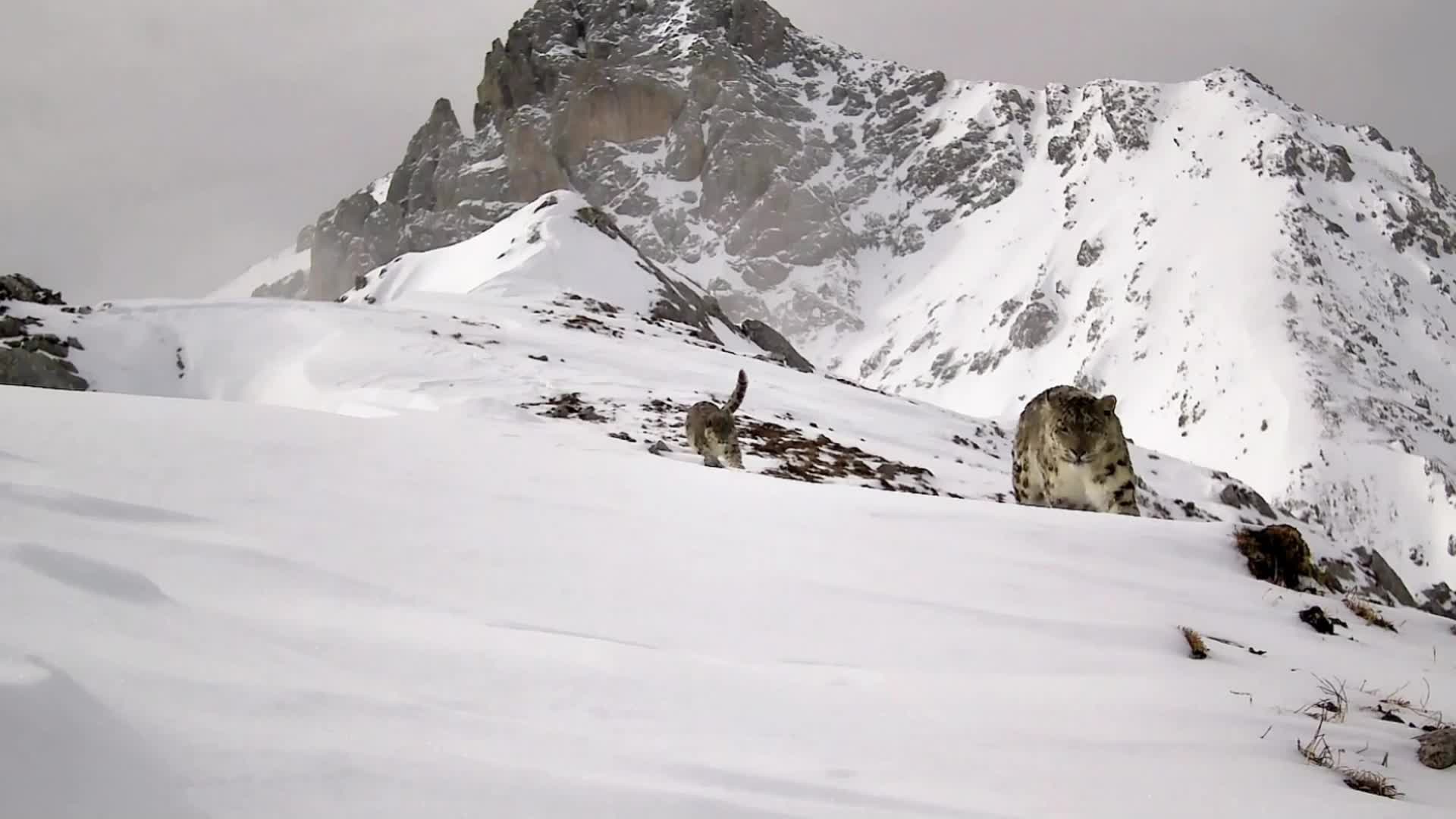 甘肃:“遛娃”的豹妈出镜秀温馨