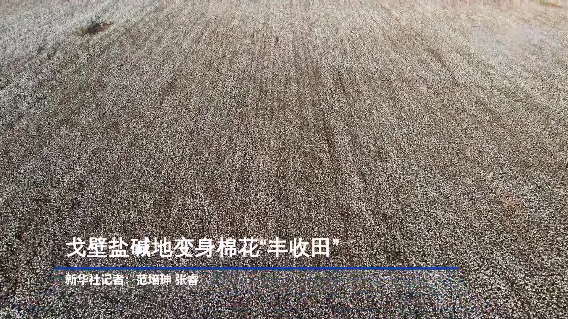 戈壁盐碱地变身棉花“丰收田”