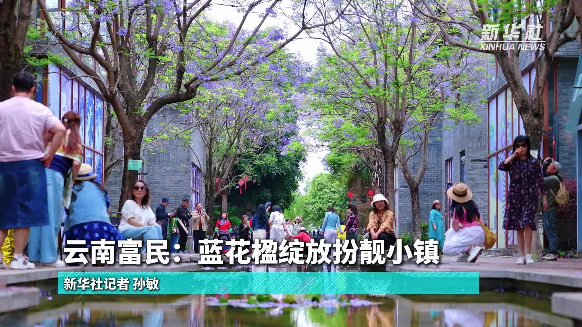 云南富民：蓝花楹绽放扮靓小镇