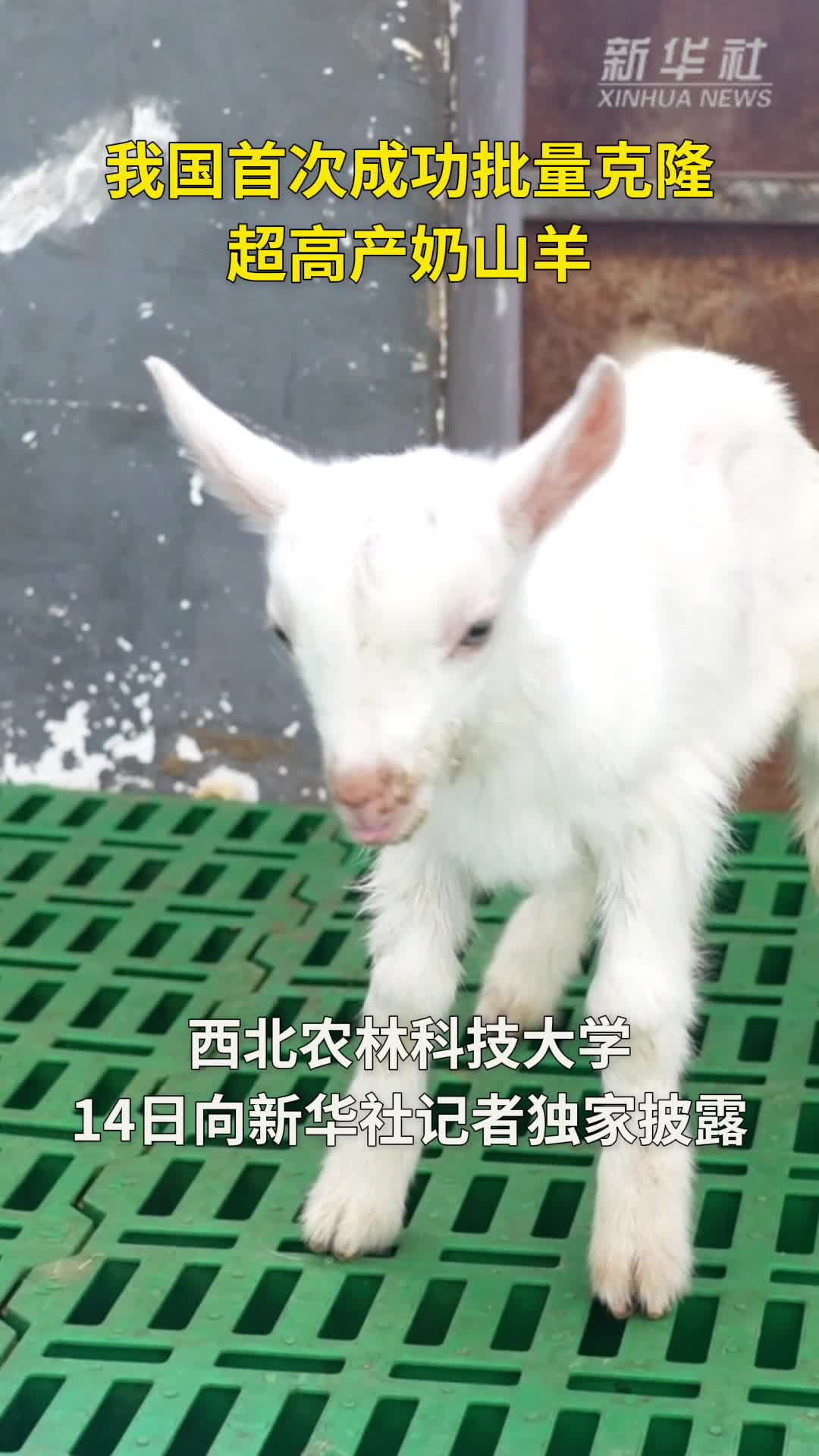 我国首次成功批量克隆超高产奶山羊-新华网